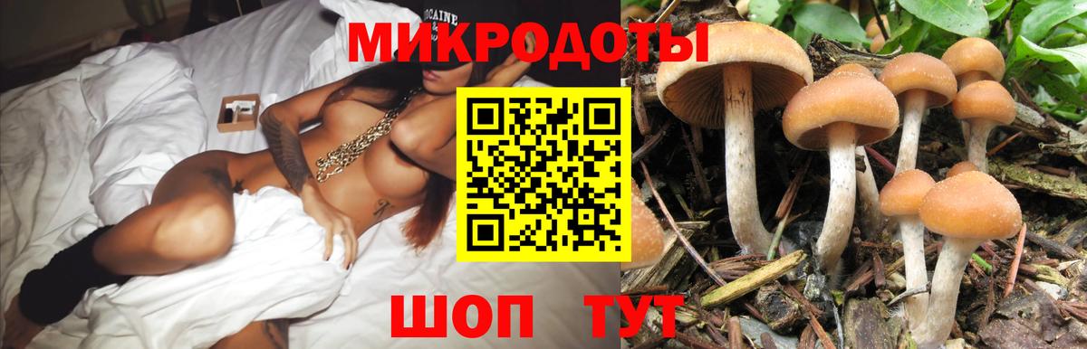 Галлюциногенные грибы Psilocybe Ставрополь